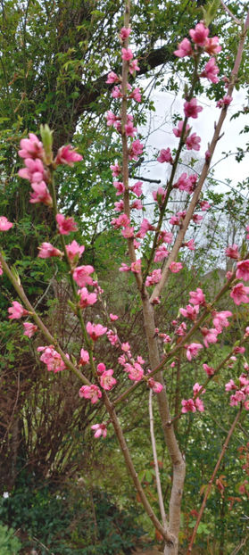  - 2024 - 01 - Primavara