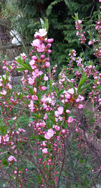  - 2024 - 01 - Primavara