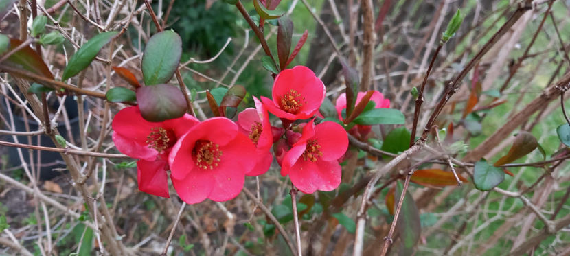  - 2024 - 01 - Primavara