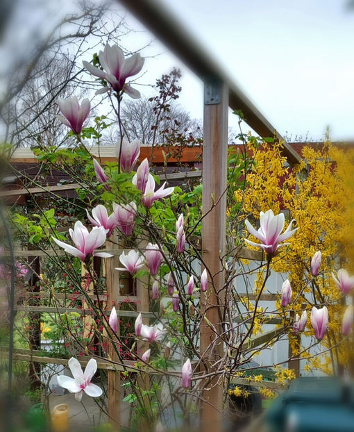 © - 2024 - 01 - Primavara