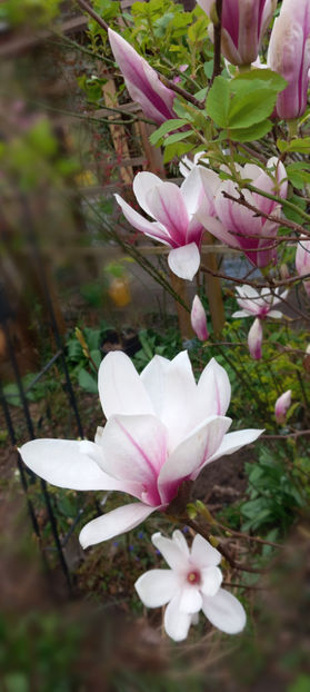 © - 2024 - 01 - Primavara