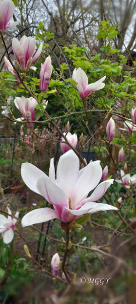 © - 2024 - 01 - Primavara