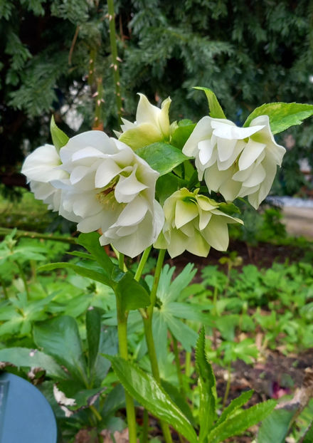 © - Helleborus - Spanz