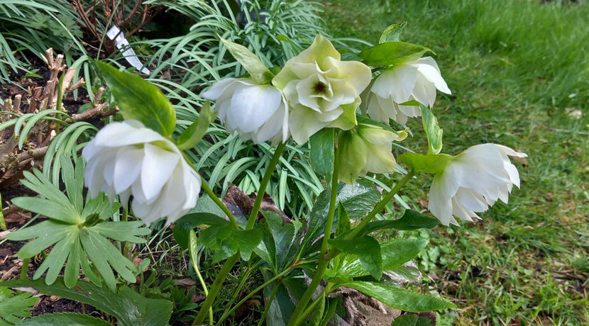 © - Helleborus - Spanz