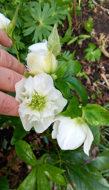 © - Helleborus - Spanz