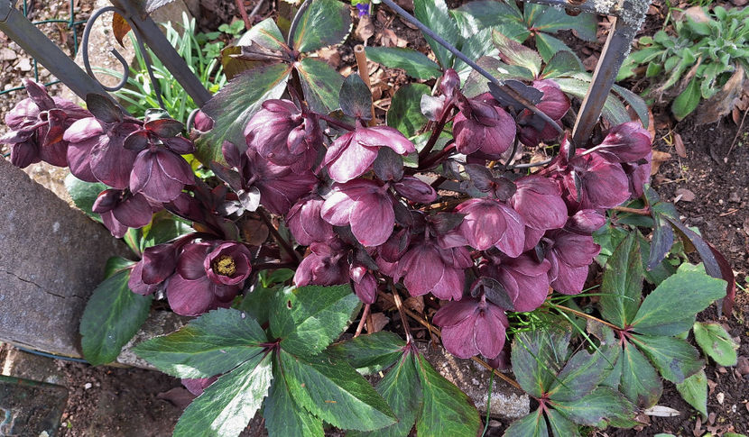 © - Helleborus - Spanz