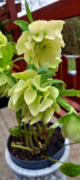 © - Helleborus - Spanz