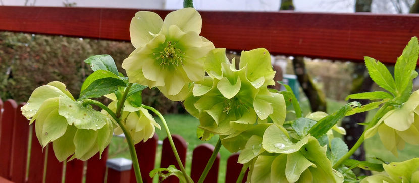 © - Helleborus - Spanz