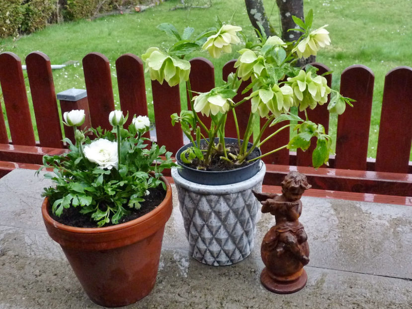 © - Helleborus - Spanz