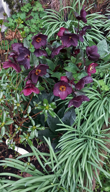 © - Helleborus - Spanz