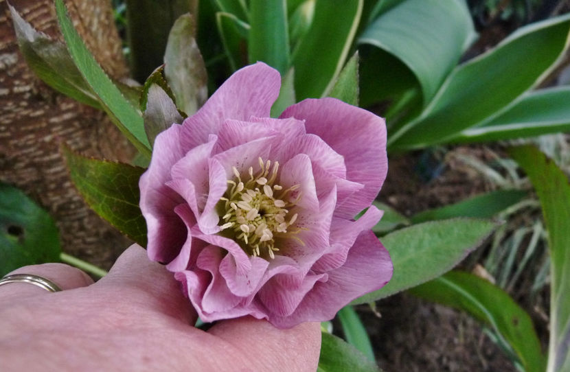 © - Helleborus - Spanz