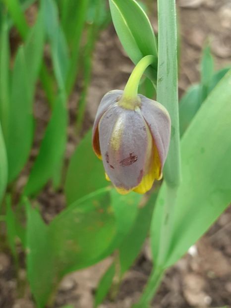  - FEBRUARIE- MARTIE- APRILIE