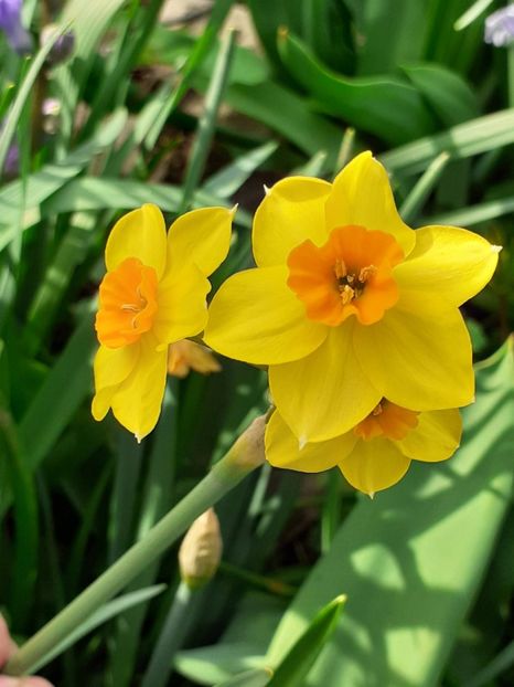  - FEBRUARIE- MARTIE- APRILIE