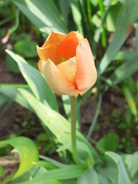  - FEBRUARIE- MARTIE- APRILIE