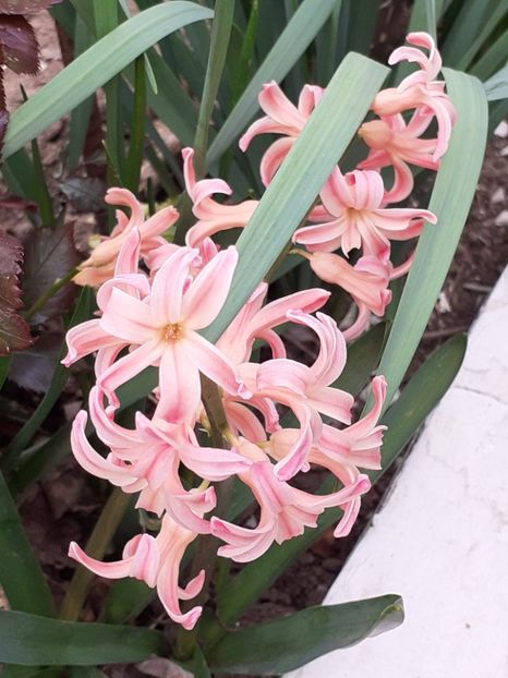  - FEBRUARIE- MARTIE- APRILIE