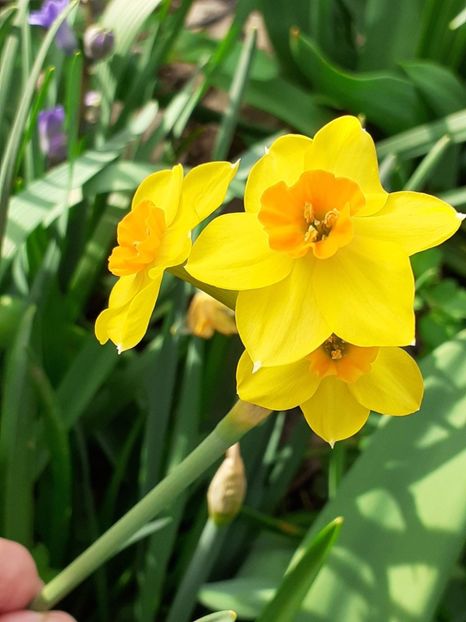  - FEBRUARIE- MARTIE- APRILIE