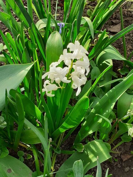  - FEBRUARIE- MARTIE- APRILIE
