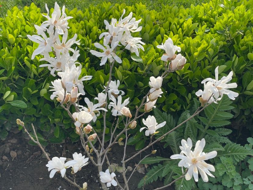  - 002 Grădina 2024 1