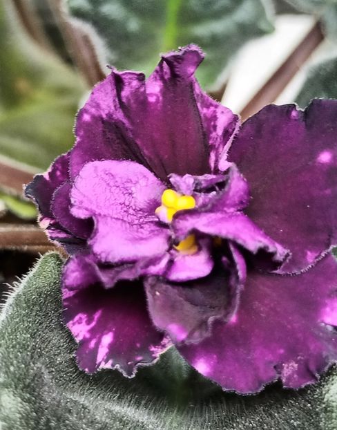 AE Milky Way - PORTRETE