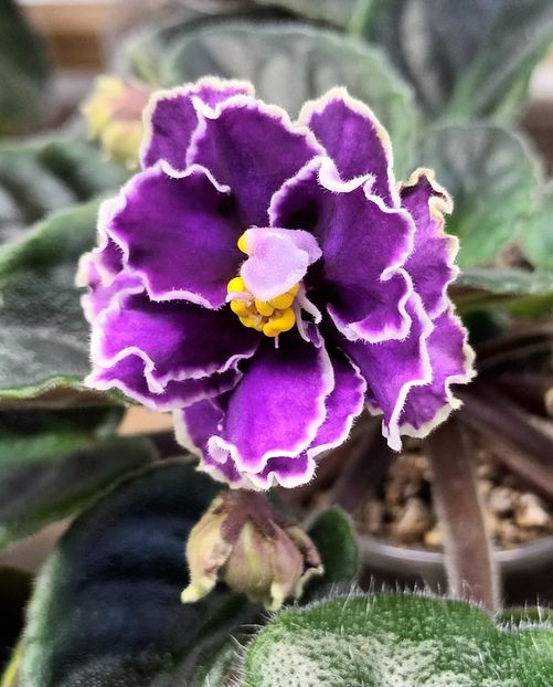 Ultra Violet Nebula - PORTRETE