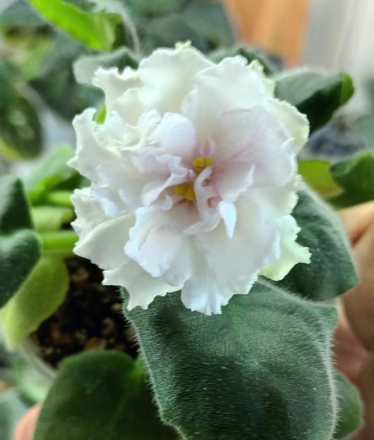  - LF Kremovyy Desert