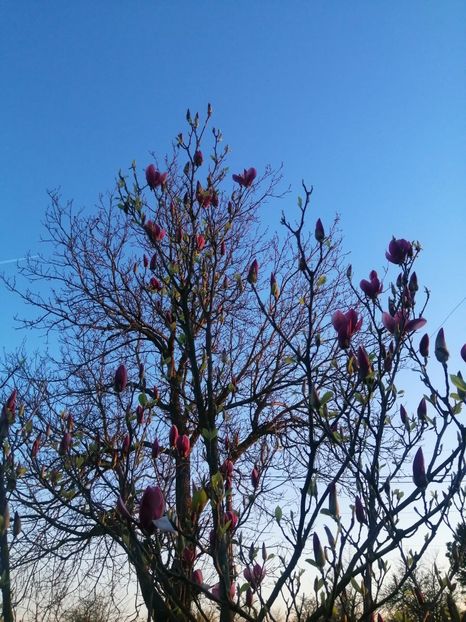  - PRIMVARA 2024 2025