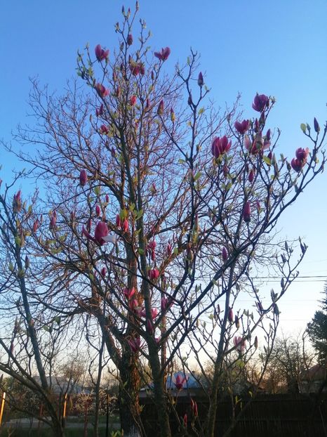  - PRIMVARA 2024 2025