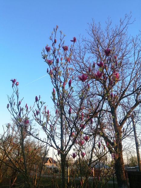  - PRIMVARA 2024 2025