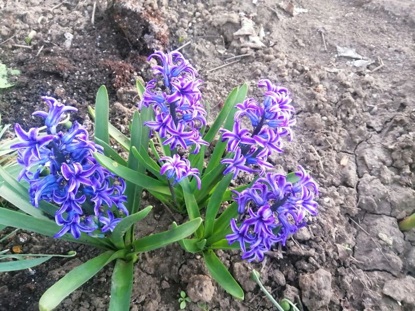  - PRIMVARA 2024 2025