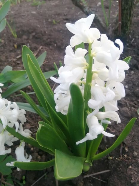  - PRIMVARA 2024 2025