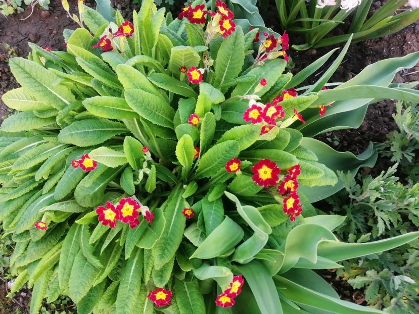  - PRIMVARA 2024 2025