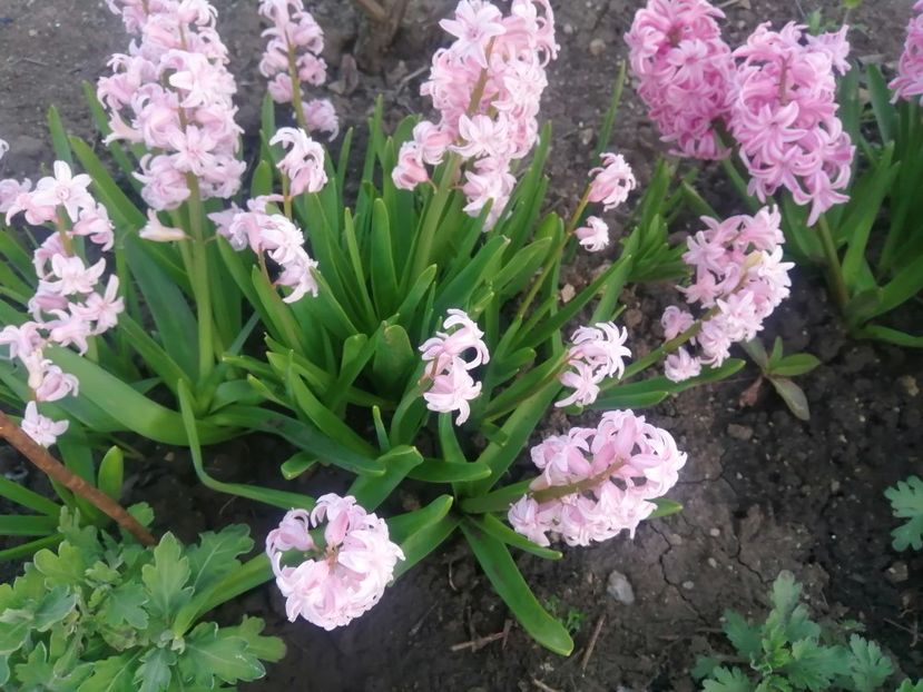  - PRIMVARA 2024 2025