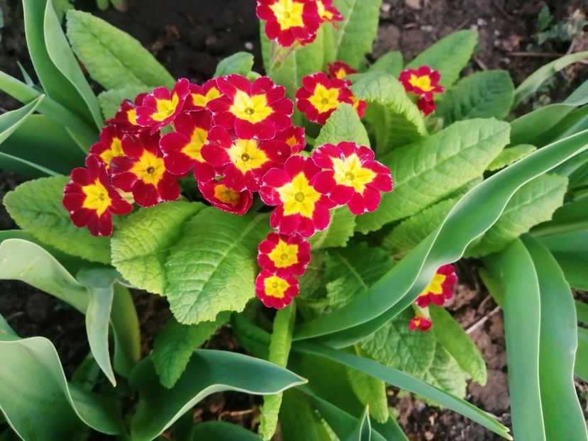  - PRIMVARA 2024 2025