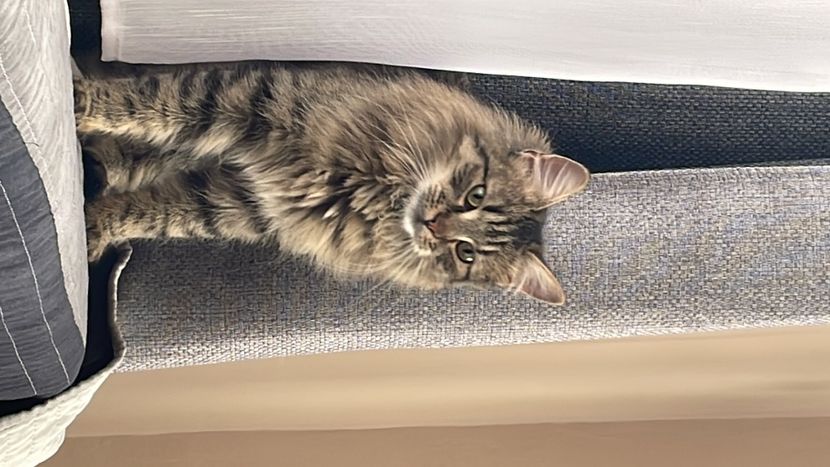 3C94BF14-4968-4E8F-BF9A-34AE179F345F - Pisicile noastre