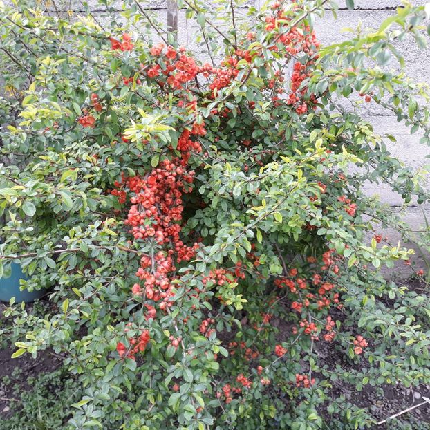  - Gutuiul japonez Chaenomeles japonica