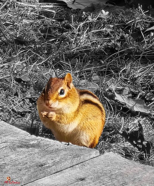 Chipmunk-Veverita pitica - ANIMALS