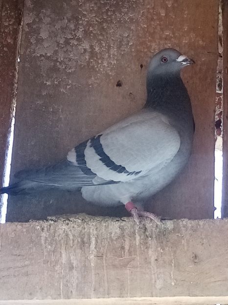 Femelă - 2022 - Arhiva-amintiri