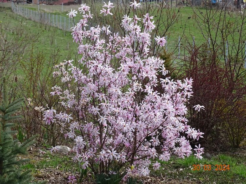 magnolia stellata Rosea - z-Dobarland 2024