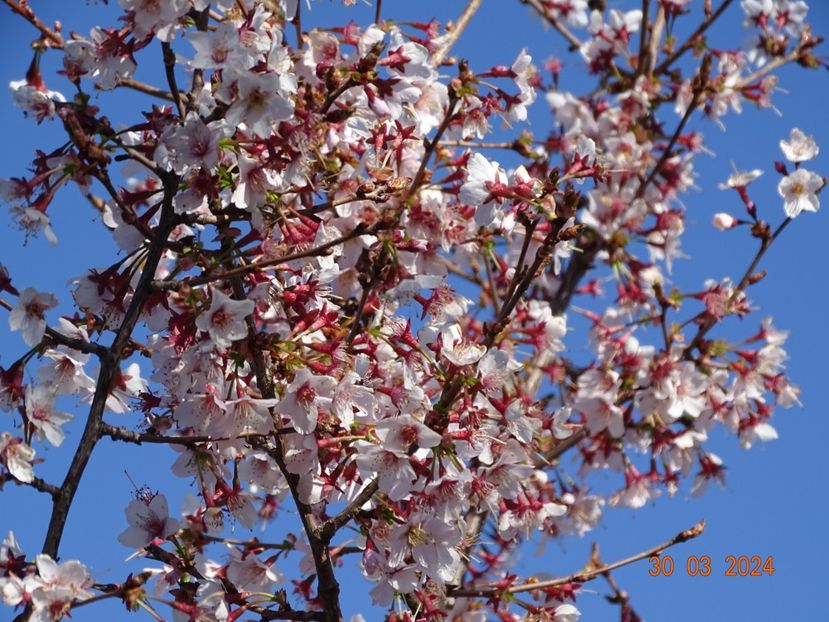 prunus Ruby - z-Dobarland 2024