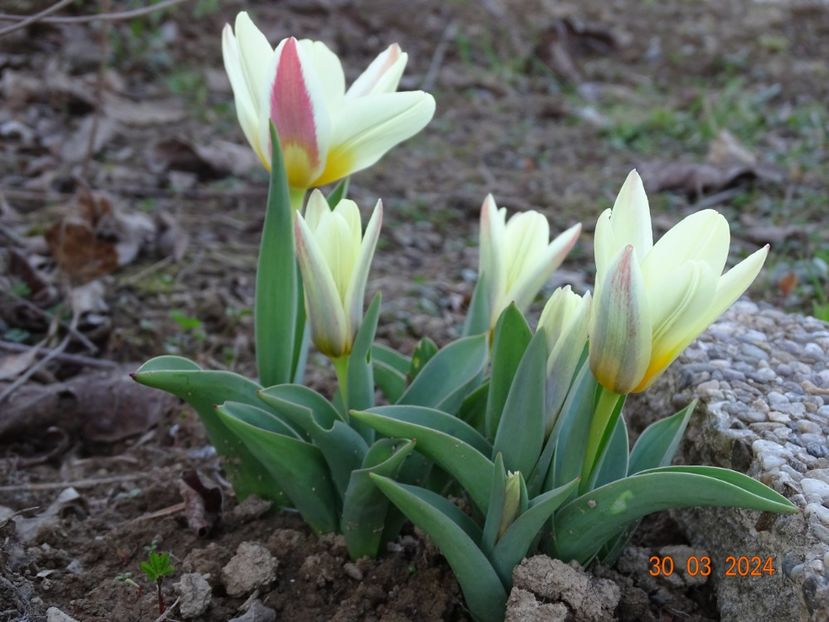 tulipa The First - z-Dobarland 2024