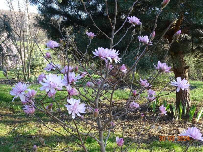 magnolia stellata Chrysanthemumiflora - z-Dobarland 2024