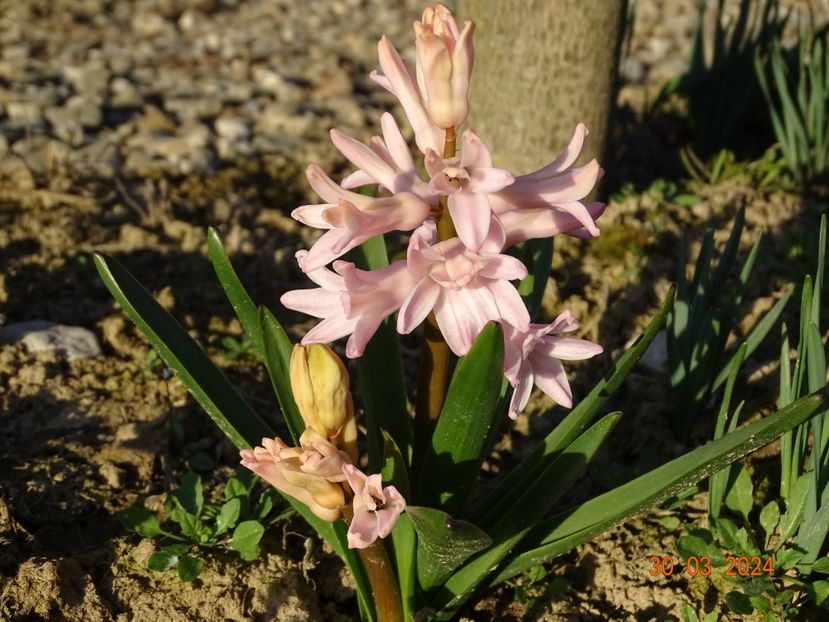 China Pink - z-Dobarland 2024