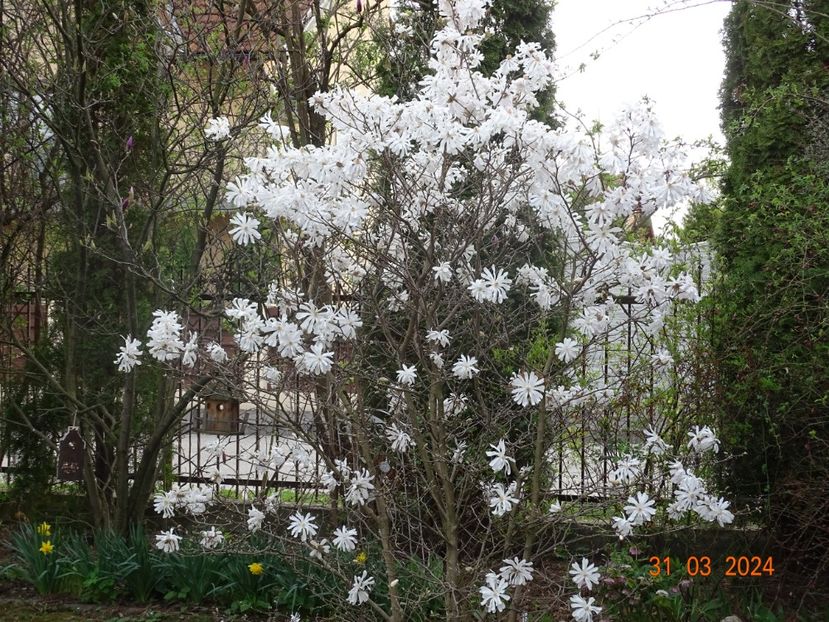  - Copacei si arbusti 2024