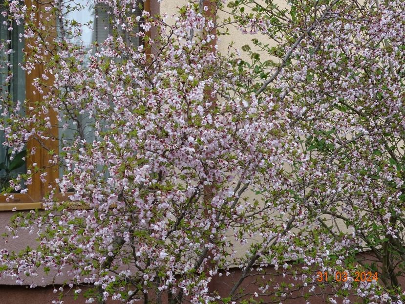  - Copacei si arbusti 2024