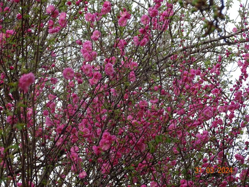  - Copacei si arbusti 2024