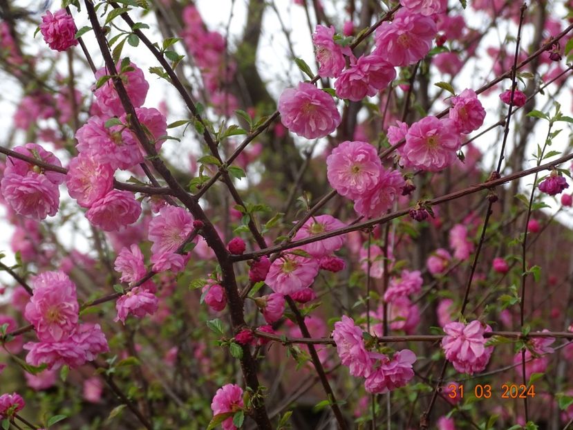  - Copacei si arbusti 2024