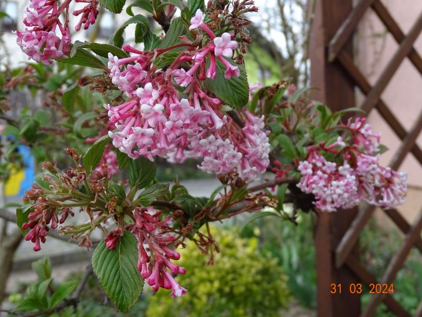  - Copacei si arbusti 2024