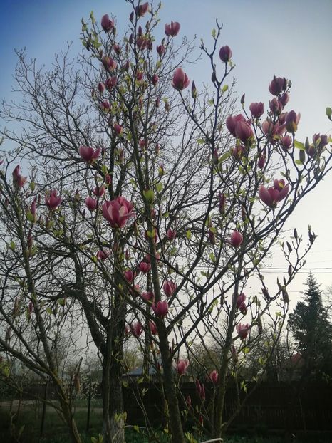  - PRIMVARA 2024 2025