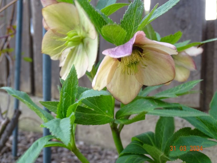  - Helleborus 2024