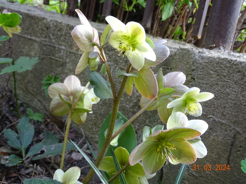  - Helleborus 2024